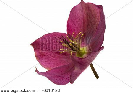 Hellebore Garden Flower Isolated On White Background
