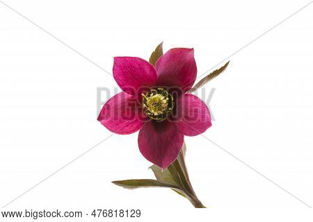 Hellebore Garden Flower Isolated On White Background