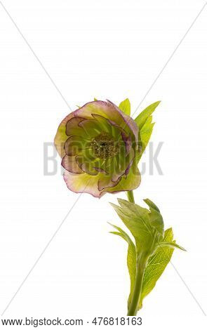 Botanical Hellebore Flower Isolated On White Background