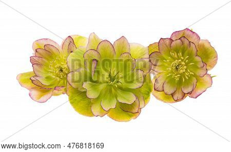 Botanical Hellebore Flower Isolated On White Background