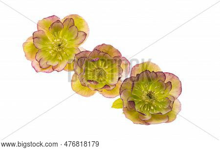 Botanical Hellebore Flower Isolated On White Background