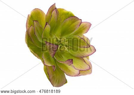 Botanical Hellebore Flower Isolated On White Background
