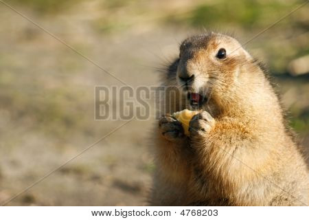 Prairiedog mangiare