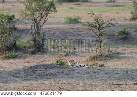 Cheetah Relaxing In The Grass Of The Masaai Mara In Kenya At Dusk
