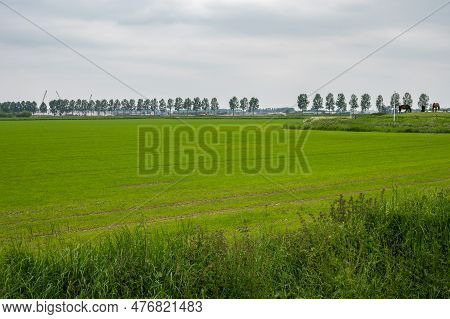 Green Agriculture Fields And Nature At The Dutch Countryside Around Hulst, Zeeland, The Netherlands