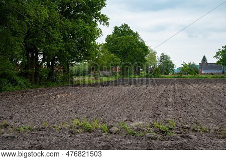 Fresh Plantations In Brown, Prepared Soil At An Agriculture Field Around Hulst, Zeeland, The Netherl