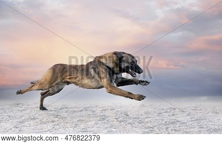 Young Belgian Shepherd Training In The Nature For Security