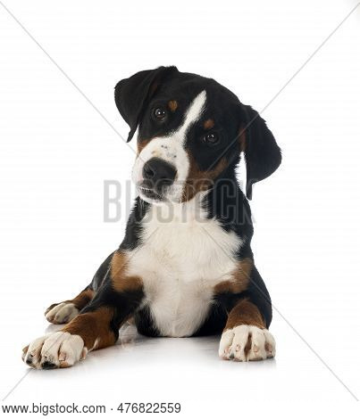 Puppy Appenzeller Sennenhund In Front Of White Background