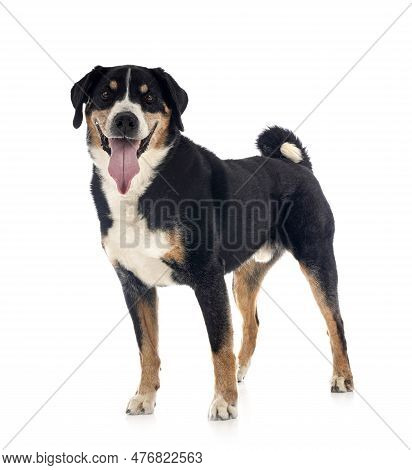 Adult Appenzeller Sennenhund In Front Of White Background