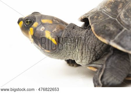 Yellow-spotted Amazon River Turtle, Podocnemis Unifilis Isolated On White Background