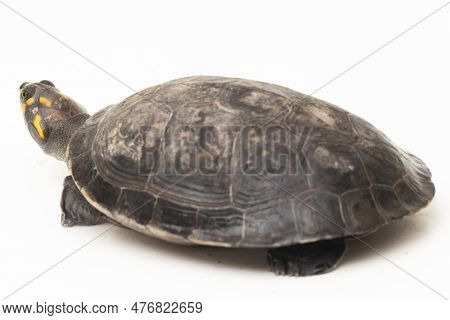 Yellow-spotted Amazon River Turtle, Podocnemis Unifilis Isolated On White Background