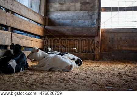 Weaned Holstein Dairy Calves Laying A Pen On Sawdust And Straw.