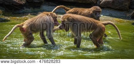 A Macaque Monkey Group In A Zoo In Neunkirchen