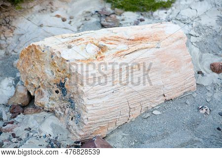 La Leona Petrified Forest, Patagonia, Argentina