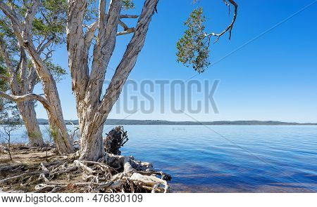 Melaleuca Tea Trees At The Headwaters To The Everglades, Mill Point, Lake Cootharaba, Noosa With Cal