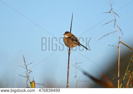 An Australian Non-breeding, Adult Male Golden-headed Cisticola -cisticola Exilis- Bird Perched On A 