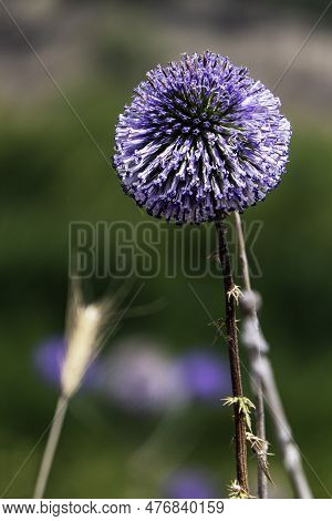 Violet Flower Of Echinops Bannaticus Blue Globe Thistle A Member Of The Sunflower Family. Selective 