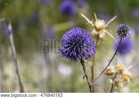 Violet Flower Of Echinops Bannaticus Blue Globe Thistle A Member Of The Sunflower Family. Selective 