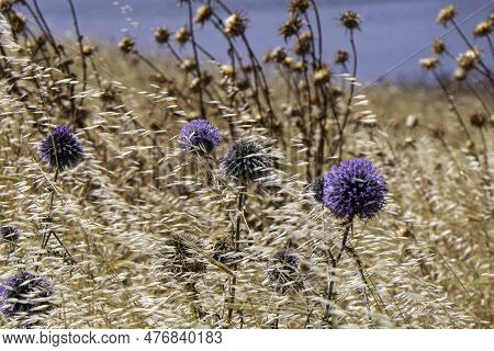 Violet Flower Of Echinops Bannaticus Blue Globe Thistle A Member Of The Sunflower Family. Selective 