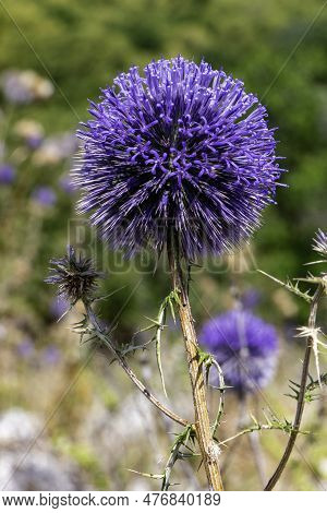 Violet Flower Of Echinops Bannaticus Blue Globe Thistle A Member Of The Sunflower Family. Selective 