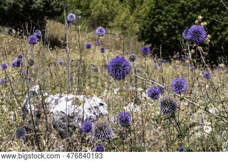 Violet Flower Of Echinops Bannaticus Blue Globe Thistle A Member Of The Sunflower Family. Selective 