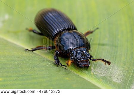 Big Beetle, Insect Patent-leather Beetle Or Horned Passalus (odontotaenius Disjunctus) Walking On Gr