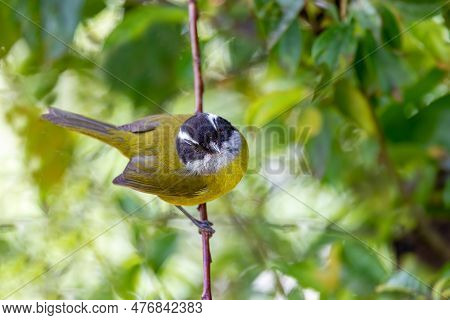 Sooty-capped Bush Tanager (chlorospingus Pileatus) Perched On Branch In The Rainforests. San Gerardo
