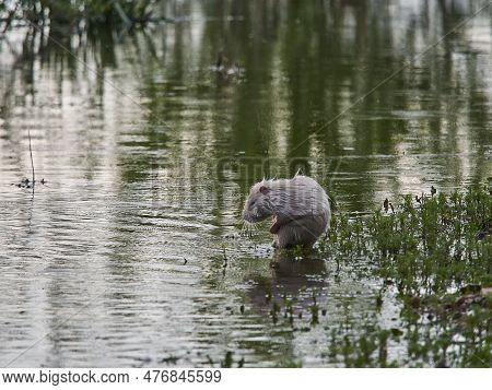 An Albino Nutria Is An Invasive Species In Europe