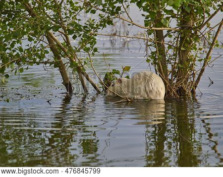 An Albino Nutria Is An Invasive Species In Europe