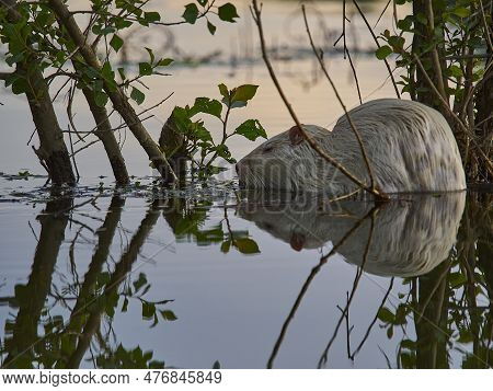 An Albino Nutria Is An Invasive Species In Europe