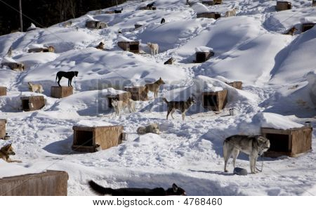 SLED Dog Kennel