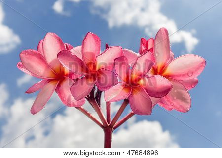 Flor flor de Frangipani rosa con una gota de agua