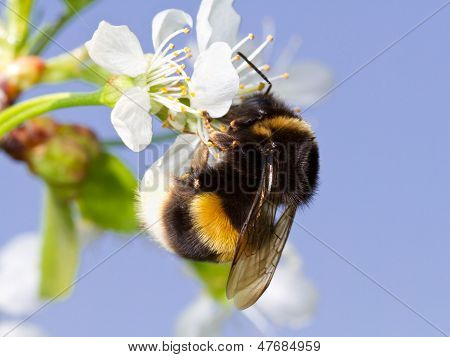 Hummel