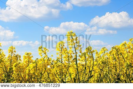 Panorama View Of A Field Of Bright Yellow Rapeseed Or Canola, Brassica Napus, Also Known As Oilseed,