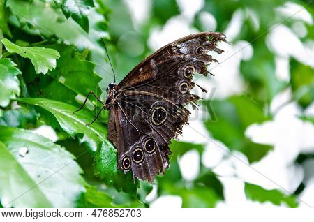 Beautiful Butterfly Enodia Anthedon On Green Leaves In The Garden. Lepidopteron