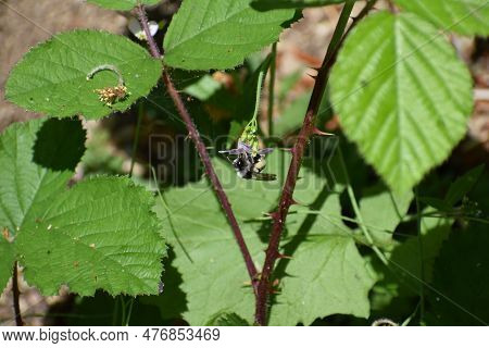 Black And White Bumblebee On A Blackberry Flower