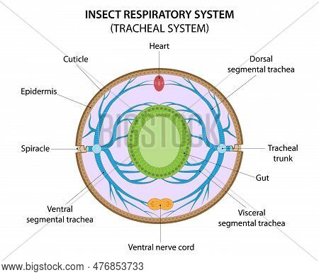 Insect Respiratory System (tracheal System). Cross Section Through The Abdomen Illustrating Of The T