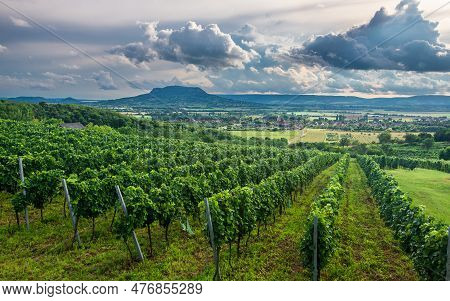 Vineyards With The Saint George Hill In Balaton Highlands, Hungary.