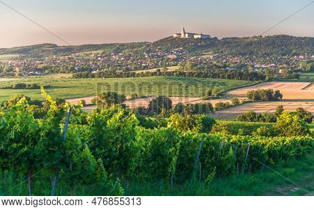 Pannonhalma Archabbey With Vine Grapes In The Vineyard, Hungary. Beautiful Vineyard Landscape With B