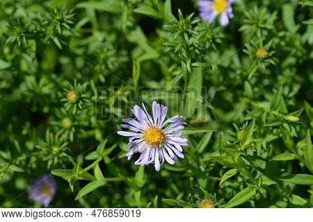 Alpine Aster Dark Beauty In The Garden