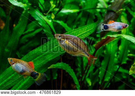 A Green Beautiful Planted Tropical Freshwater Aquarium With Fishes.dwarf Rainbowfish Melanotaenia Pr