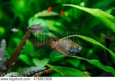 A Green Beautiful Planted Tropical Freshwater Aquarium With Fishes. Dwarf Gourami (colisa Lalia) Fis