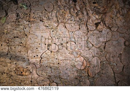 Close Up, The Imprint Of A Bark Beetle On A Piece Of Bark. The Tree Was Eaten By A Bark Beetle, Clos