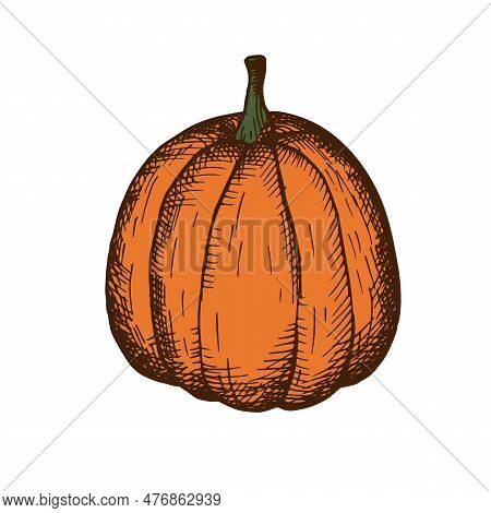 Pumpkin. Vegetable Illustration In Vintage Style. Composition For The Autumn Holiday Halloween, Harv