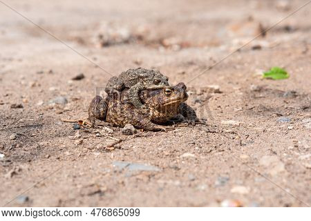 Pair Of Common Toads In Amplexus On The Sandy Shore Of A Pond