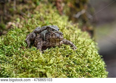 Couple Of Common Toads In Amplexus Among Moss