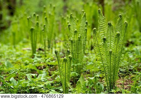 Natural Spring Background, Forest Landscape With Sprouts Of Ferns