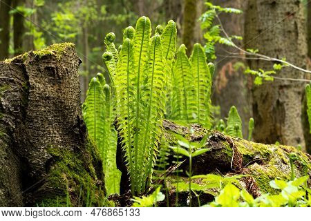 Natural Spring Forest Landscapу, Sprouts Of Ferns Next To The Stump