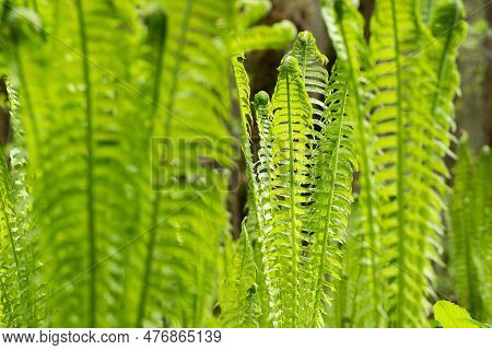 Natural Spring Background, Sprouts Of Ostrich Fern Close-up