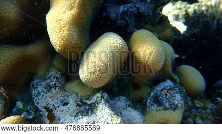 Knob Coral (goniastrea Stelligera) Close-up Undersea, Red Sea, Egypt, Sharm El Sheikh, Nabq Bay